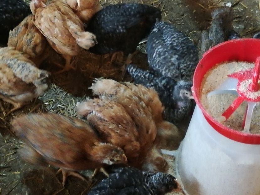  - 0-2019 - De prin curte