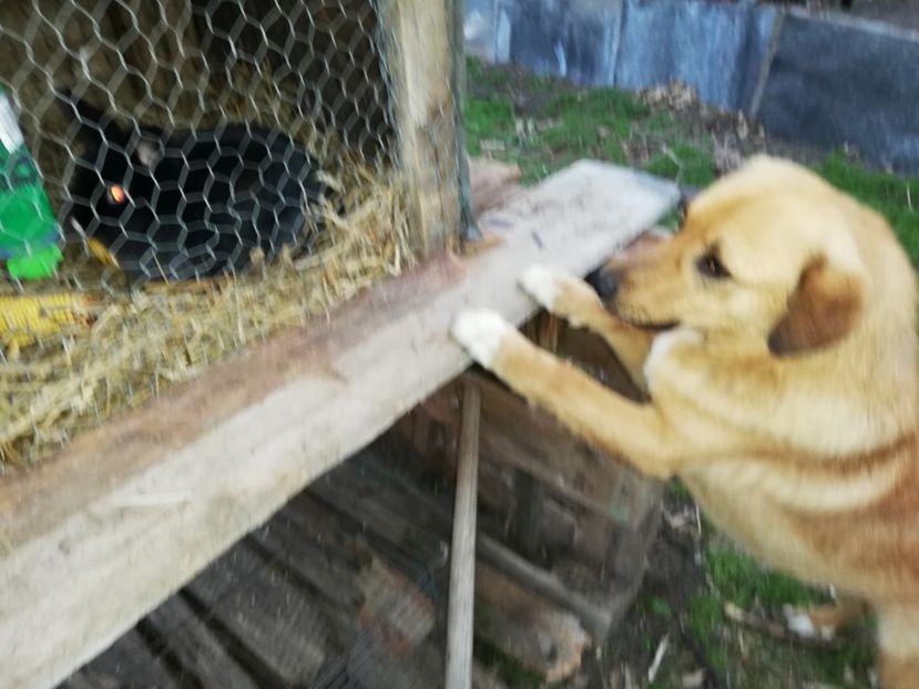  - 0-2019 - De prin curte