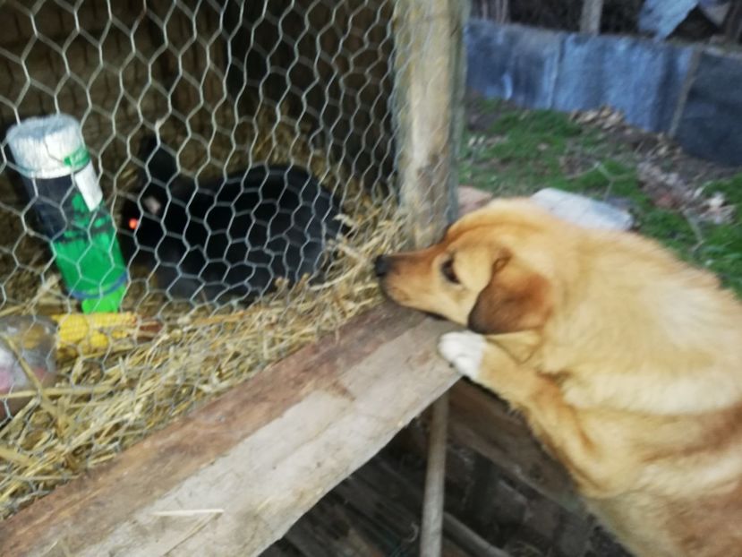  - 0-2019 - De prin curte