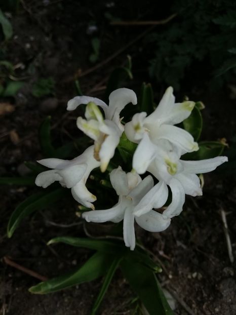  - 0-2019 - De prin curte