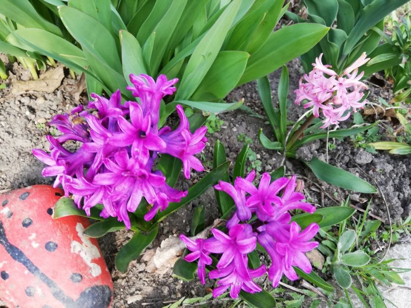  - 0-2019 - De prin curte