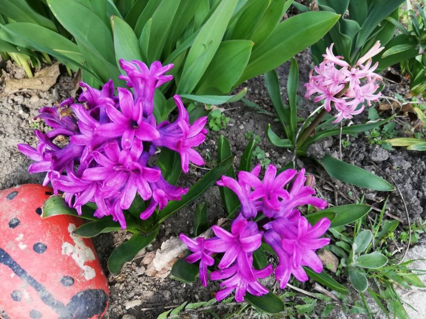  - 0-2019 - De prin curte