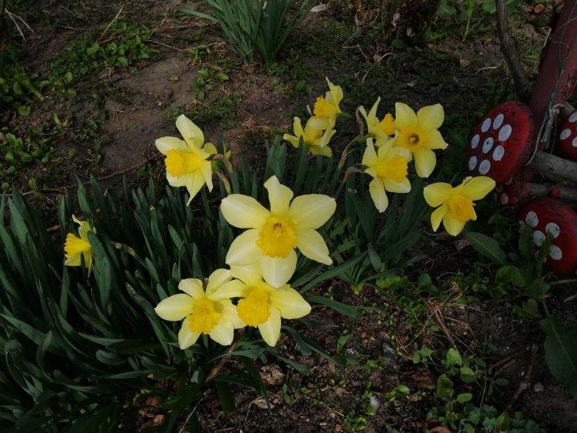  - 0-2019 - De prin curte