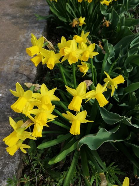  - 0-2019 - De prin curte