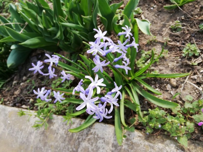  - 0-2019 - De prin curte