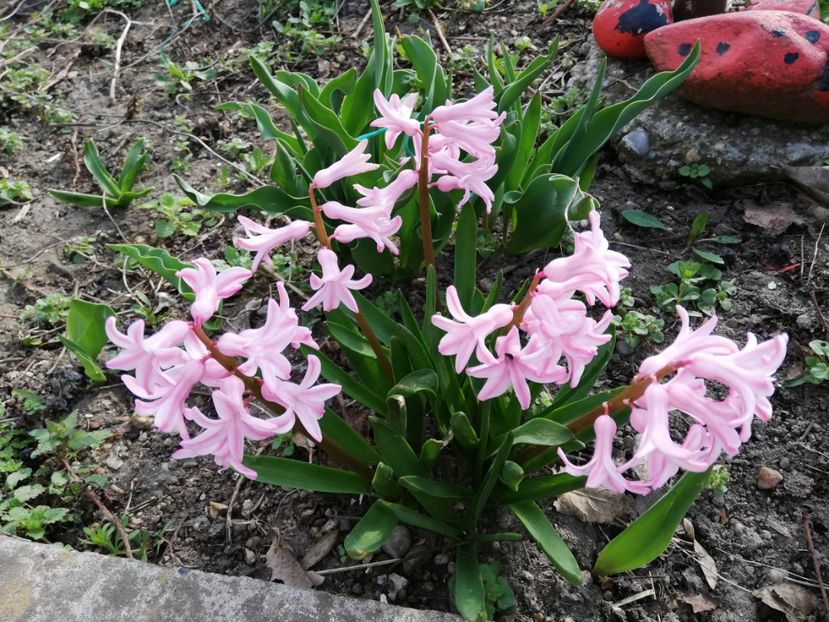  - 0-2019 - De prin curte