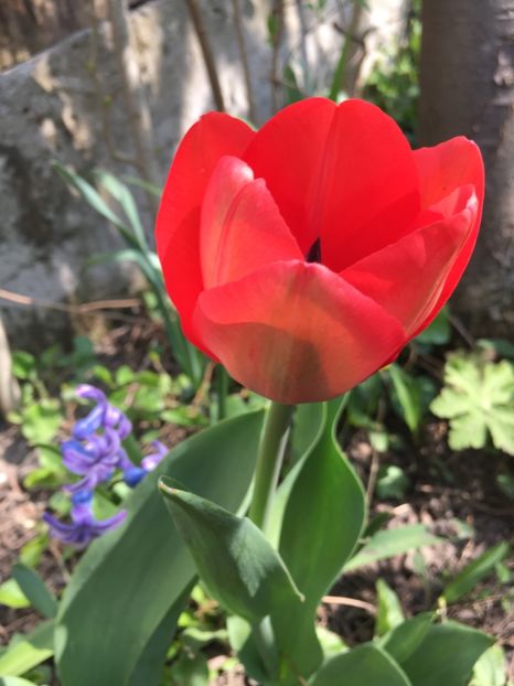 DCEBCADB-D630-4C5D-A6C8-87E62DC8BAFB - Lalele 2019