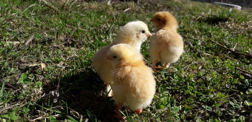 Mafia Galbena - 001 Puiuți 2019