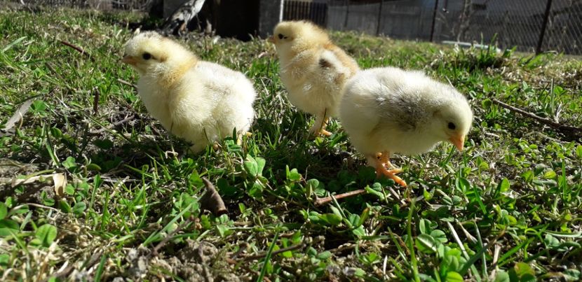 Pestriții - 001 Puiuți 2019