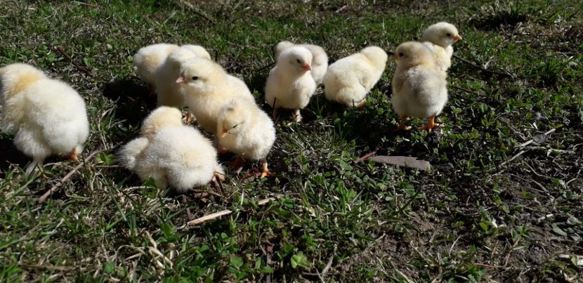 Mafia Albă - 001 Puiuți 2019