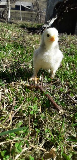 Gri Barbos - 001 Puiuți 2019