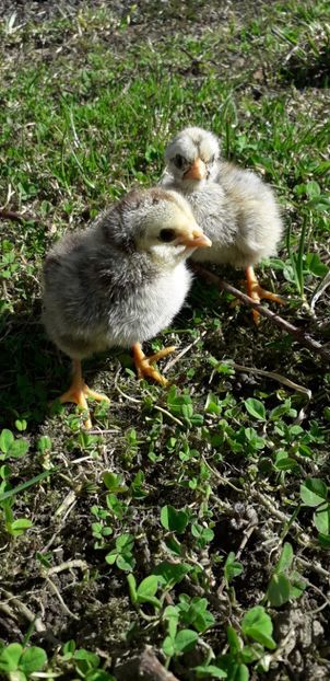 Mafia Gri - 001 Puiuți 2019