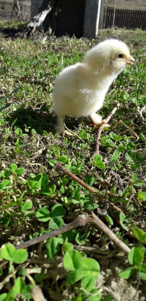 Barbos Alb încălțat. - 001 Puiuți 2019