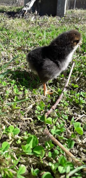 Moțat negru. - 001 Puiuți 2019