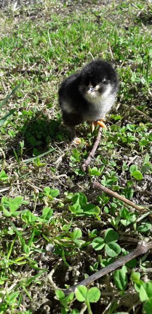Negru Bărbos incalțat. - 001 Puiuți 2019