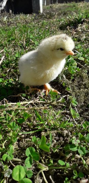 Pestriț Moțat Incalțat. - 001 Puiuți 2019