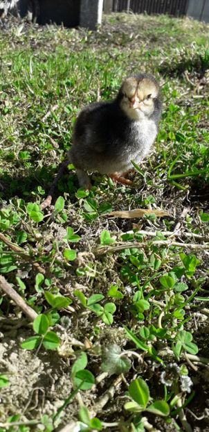 Negru Incalțat - 001 Puiuți 2019