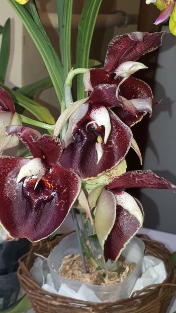  - Expozitie orhidee Budapesta 2019