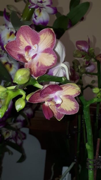  - Expozitie orhidee Budapesta 2019