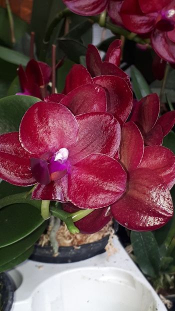  - Expozitie orhidee Budapesta 2019