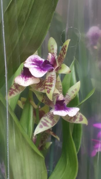  - Expozitie orhidee Budapesta 2019