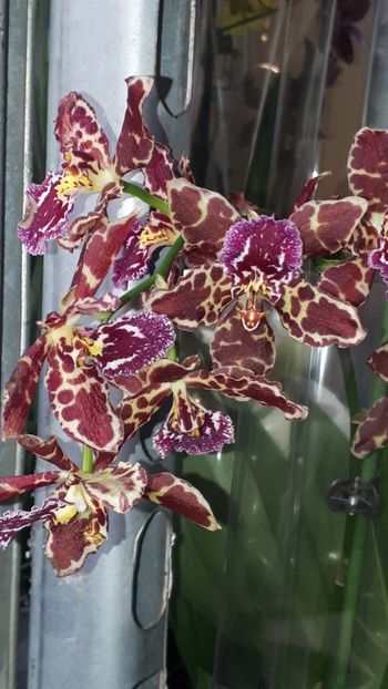  - Expozitie orhidee Budapesta 2019