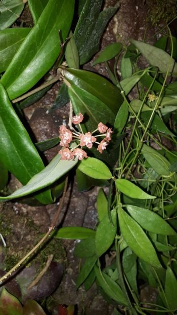  - Expozitie orhidee Budapesta 2019