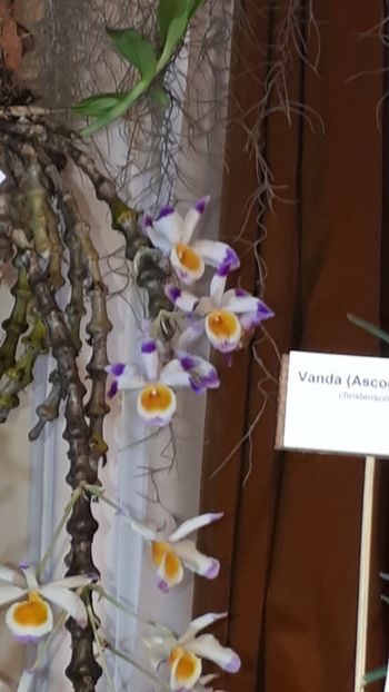  - Expozitie orhidee Budapesta 2019