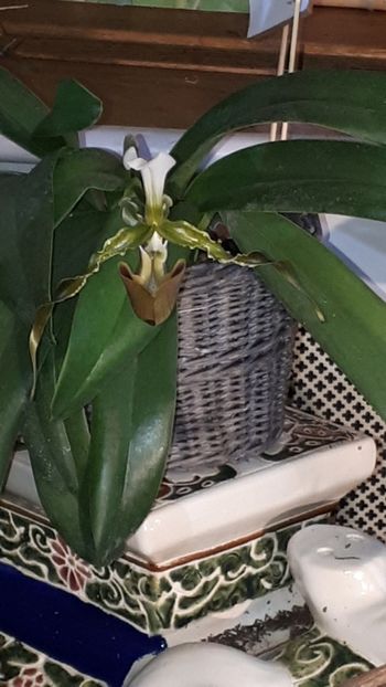  - Expozitie orhidee Budapesta 2019