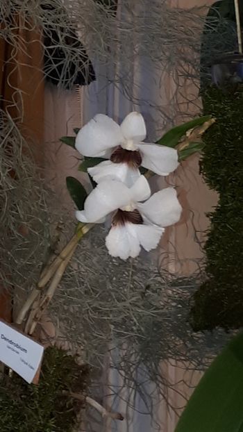  - Expozitie orhidee Budapesta 2019