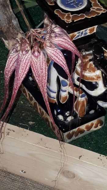  - Expozitie orhidee Budapesta 2019