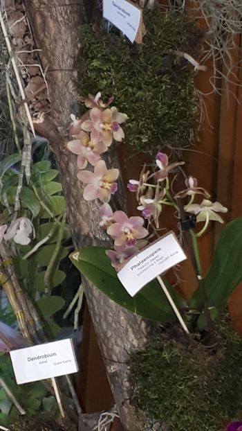  - Expozitie orhidee Budapesta 2019