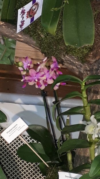  - Expozitie orhidee Budapesta 2019