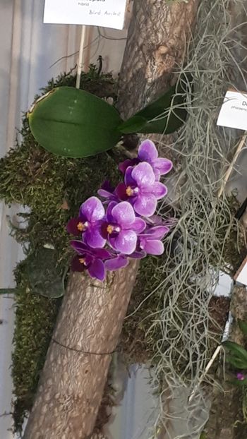  - Expozitie orhidee Budapesta 2019