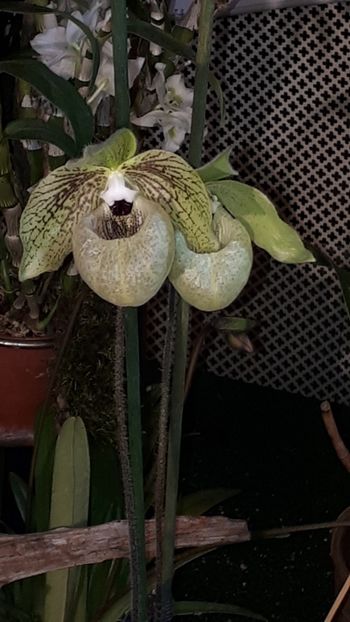  - Expozitie orhidee Budapesta 2019