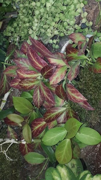  - Expozitie orhidee Budapesta 2019