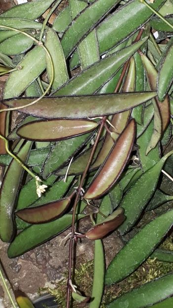  - Expozitie orhidee Budapesta 2019