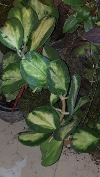  - Expozitie orhidee Budapesta 2019