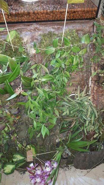  - Expozitie orhidee Budapesta 2019