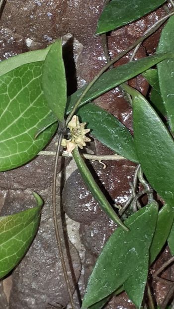  - Expozitie orhidee Budapesta 2019