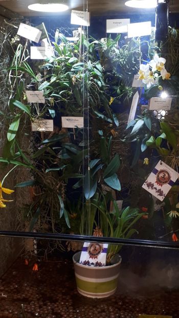  - Expozitie orhidee Budapesta 2019