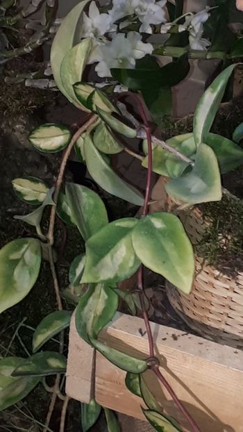  - Expozitie orhidee Budapesta 2019