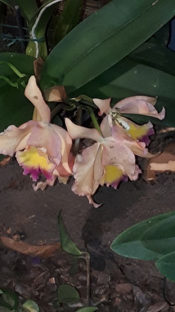  - Expozitie orhidee Budapesta 2019