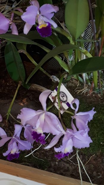  - Expozitie orhidee Budapesta 2019
