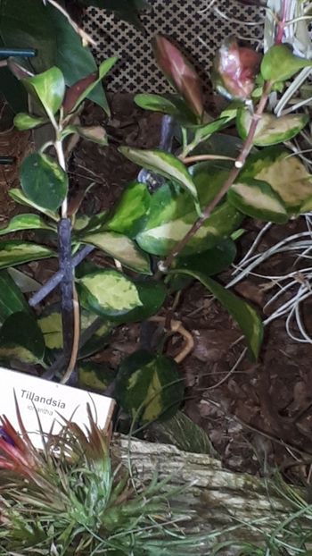  - Expozitie orhidee Budapesta 2019