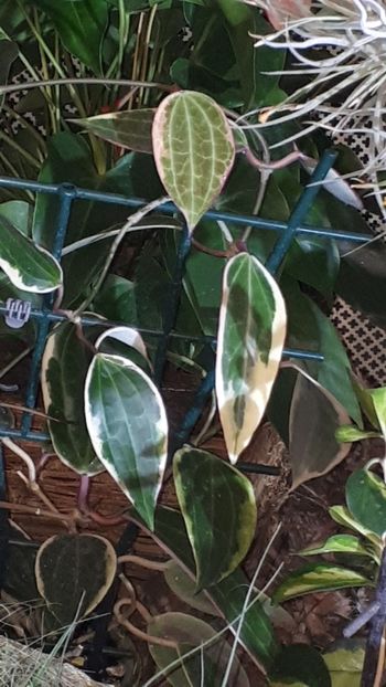  - Expozitie orhidee Budapesta 2019