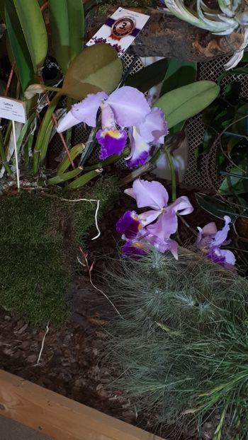  - Expozitie orhidee Budapesta 2019