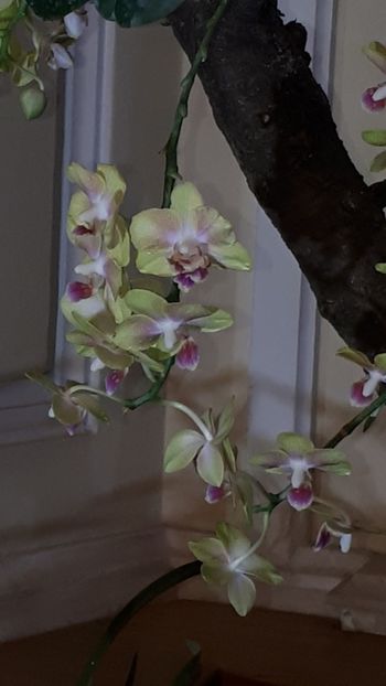  - Expozitie orhidee Budapesta 2019