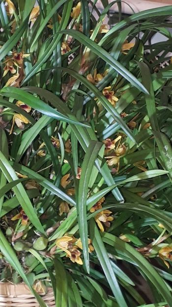  - Expozitie orhidee Budapesta 2019