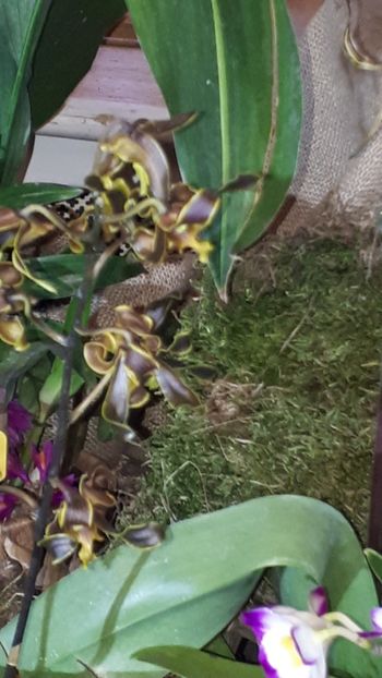  - Expozitie orhidee Budapesta 2019